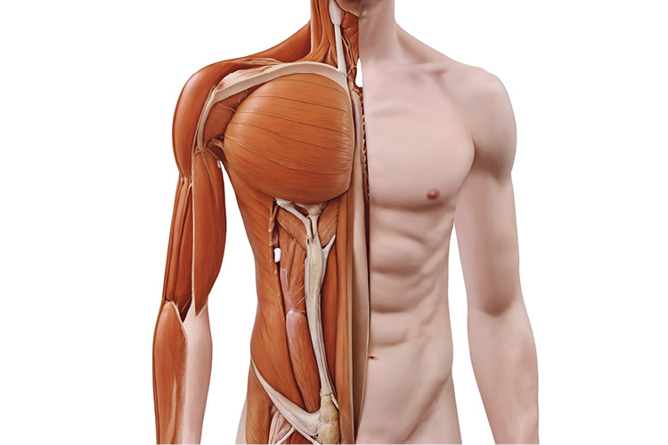 Anatomia warstwowa klatki piersiowej