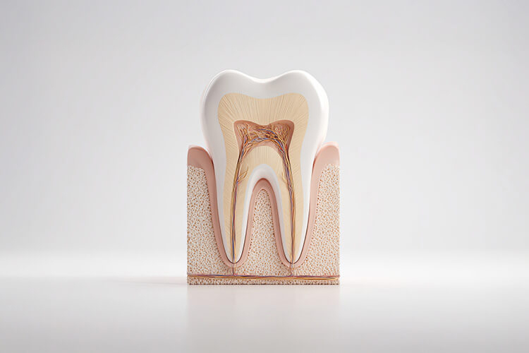 Rola więzadeł przyzębia w propriocepcji - implikacje dla osteopatii i terapii manualnej w praktyce stomatologicznej